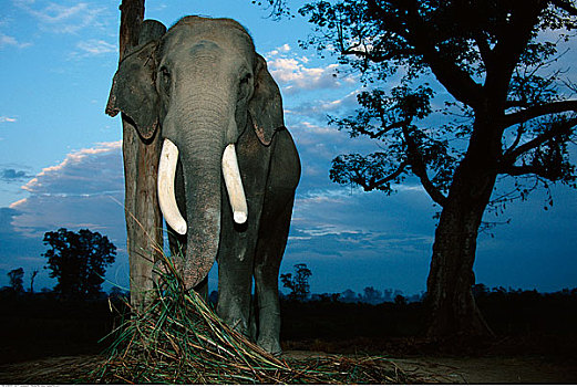 肖像,印度象,奇旺国家公园,尼泊尔
