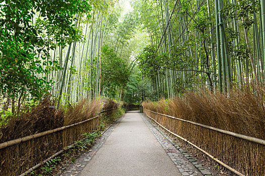 岚山,竹林,京都,日本