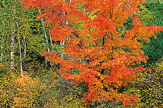 桦树,枫树,彩色,安大略省,加拿大