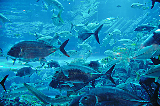 蓝色背景,海洋,水下,水族箱,鱼,礁石