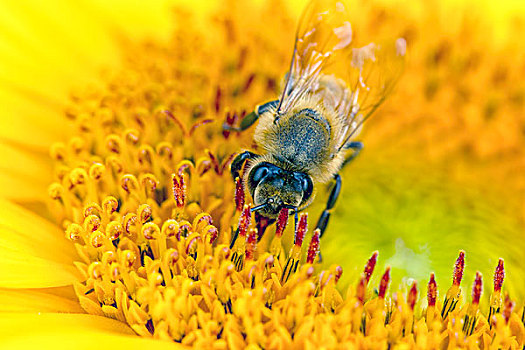 微距,蜜蜂,花,特写,花粉,向日葵