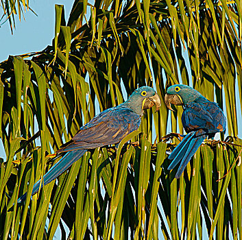 紫蓝金刚鹦鹉,一对,潘塔纳尔,巴西,南美