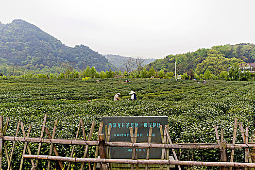 西湖茶乡,龙井