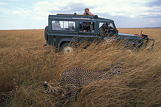 非洲,肯尼亚,马塞马拉野生动物保护区,成年,女性,印度豹,猎豹,走,高草,过去,旅游,卡车