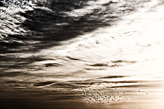 鸟群,蓝天,靠近,落日余晖,云