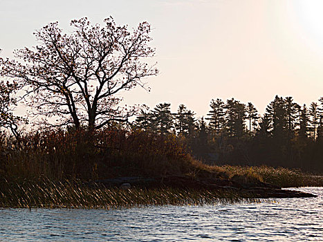 树,湖岸,湖,木头,安大略省,加拿大