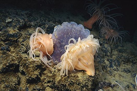 海葵,南极,两个,攻击,进食,胶冻,水母,一个,脚