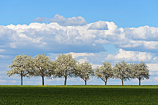 排,梨树,春天,巴登符腾堡,德国