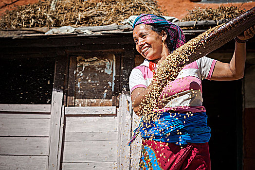 女人,分隔,小麦,小路,尼泊尔
