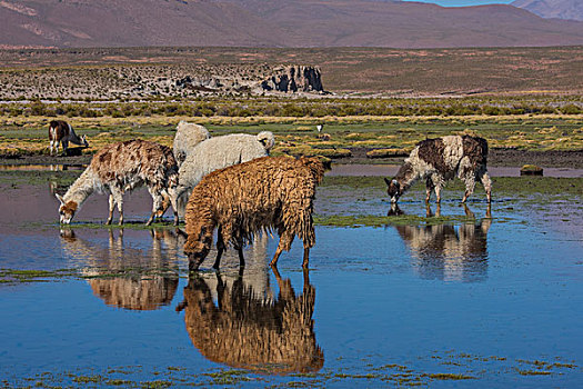 玻利维亚乌尤尼盐湖山区羊群