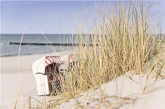 沙丘草,波罗的海,海滩