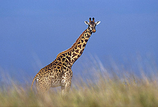 长颈鹿,热带草原,肯尼亚