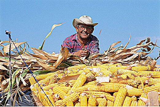 农民,玉米