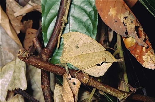 蝗虫,蝗科,保护色,叶子,丹侬谷,沙巴,婆罗洲,马来西亚