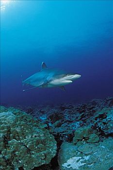 泰国,银鳍鲨,白边真鲨