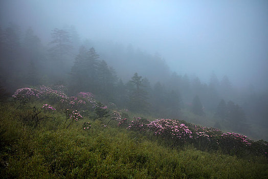 神农架,神农顶,风景,景点,旅游,高山,瀑布,河流,神秘,树木,植被,石头,鄂西,云海,峡谷,壮观