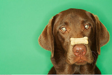狗食饼干图片