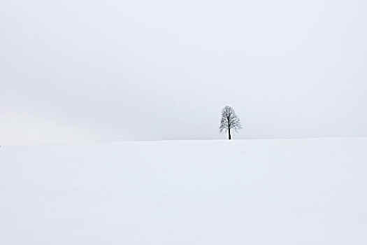雪景,树