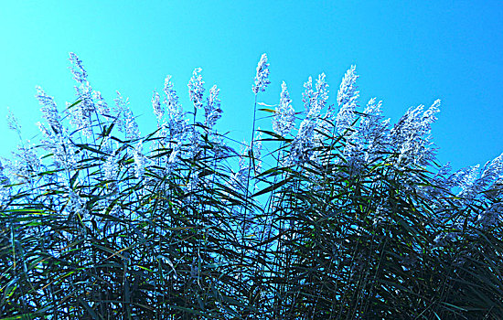 沙湖,湖泊,芦苇