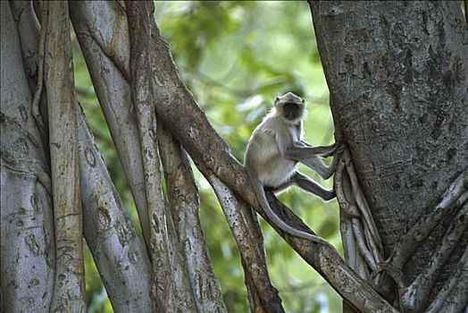 哈奴曼,叶猴,长尾叶猴,树上,伦滕波尔国家公园,印度