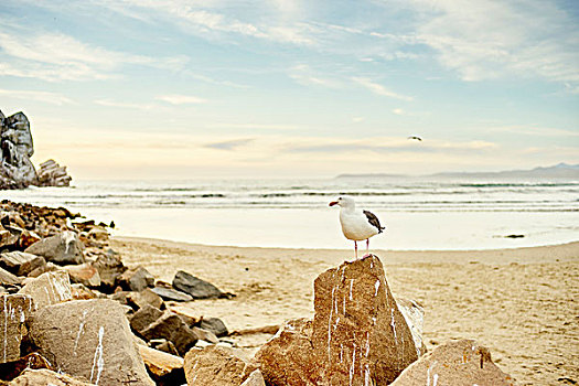 海鸥,站立,海滩,石头,摩洛湾,加利福尼亚,美国