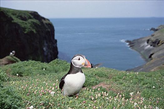 大西洋角嘴海雀,北极,生物群,饲养,季节,斯科莫岛,威尔士