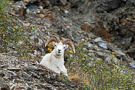 野大白羊,德纳里峰国家公园,阿拉斯加,美国,北美