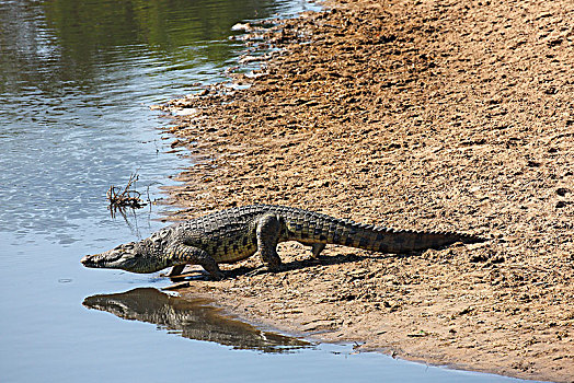 尼罗鳄,进入,河,塞伦盖蒂国家公园,坦桑尼亚,非洲