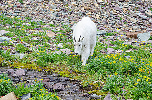 石山羊,雪羊,进食,溪流,靠近,隐藏,湖,小路,冰川国家公园,世界遗产,凯利斯贝尔,蒙大拿