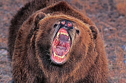 科迪亚克熊,棕熊,成年,张嘴,阿拉斯加