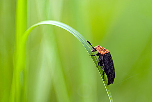 腐肉,甲虫,上艾瑟尔省,荷兰