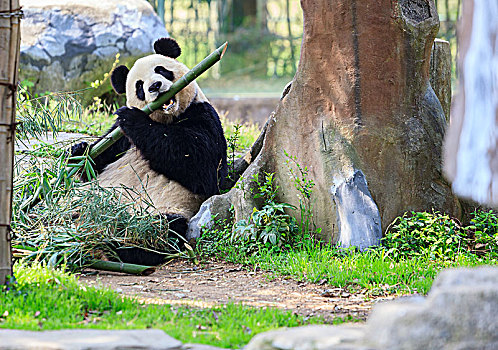 熊猫吃竹子