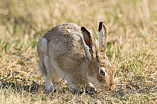 白尾,北美野兔,吃草,萨斯喀彻温,加拿大