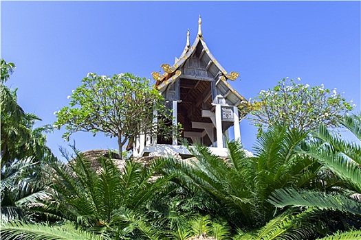 露台,植物