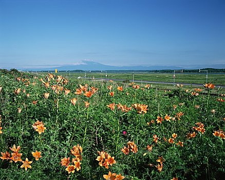 花园