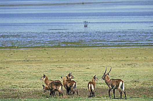 水羚,雄性,眷群,马赛马拉,公园,肯尼亚