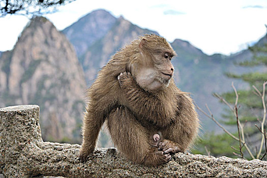 黄山猕猴