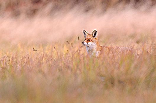 红狐,草地,秋天,波兰,欧洲