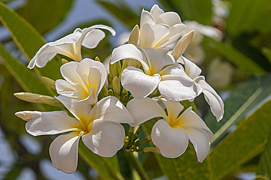 白花,鸡蛋花,树,白色,装饰,热带植物,泰国