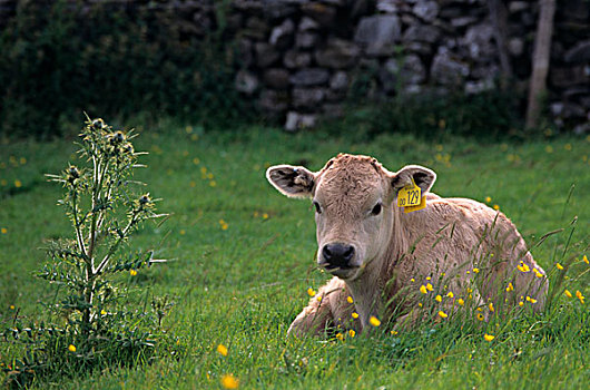 家牛,金发,卧,草地,坎布里亚,英格兰,欧洲