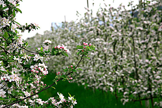 苹果树,花