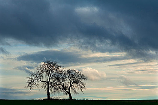 两个,空,果树,剪影,积雨云,巴伐利亚