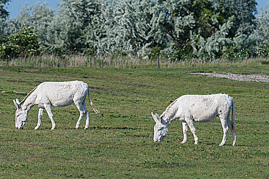 白色,驴,站立,草场,国家公园,布尔根兰,奥地利,欧洲