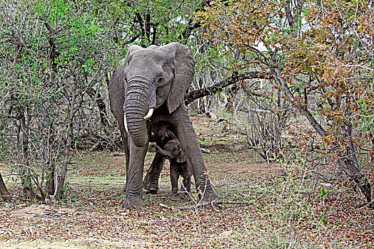 非洲象,成年,大象,母牛,小动物,灌木,陆地,克鲁格国家公园,南非,非洲