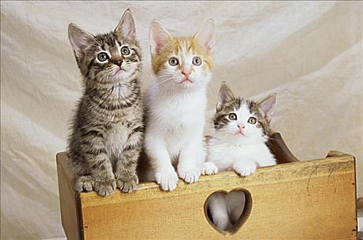 特写,三个,小猫,木盒
