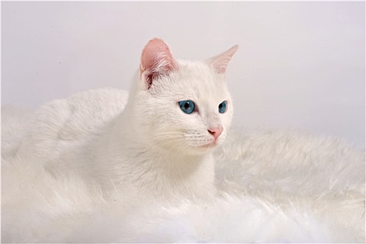 白色,猫,蓝眼睛