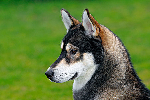 西伯利亚,哈士奇犬,1岁,雄性,肖像