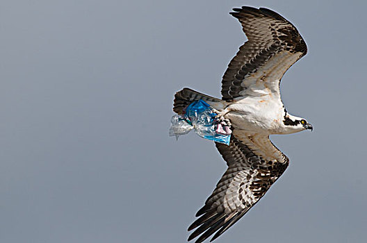 鱼鹰,塑料袋,梅里特岛,国家野生动植物保护区,佛罗里达