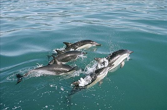 常见海豚,真海豚,群,水边,表面,靠近,新西兰