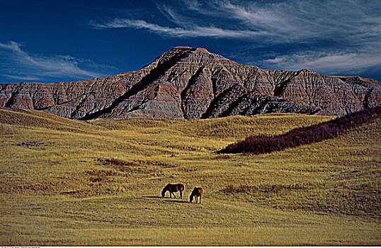 马,放牧,荒地,艾伯塔省,加拿大
